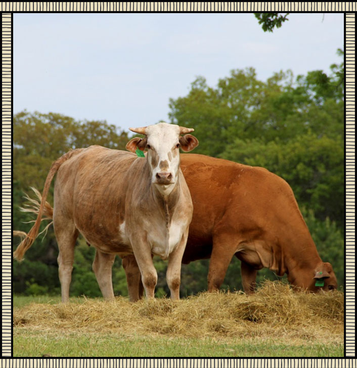 McLane_Ranch_1
